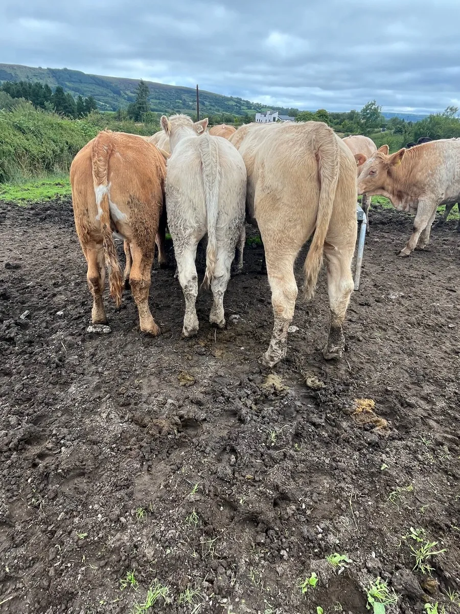 Store heifers - Image 4