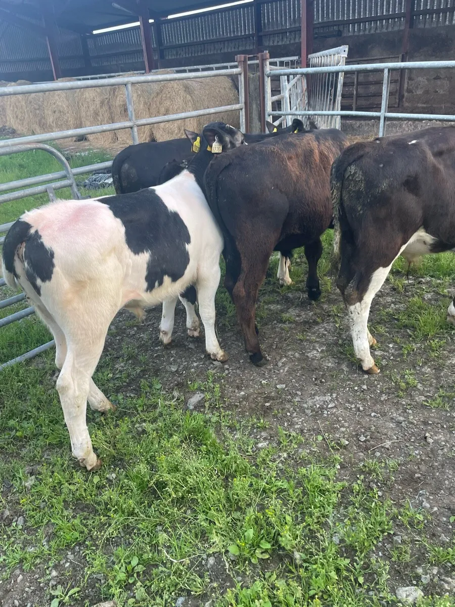 Weanling  bulls - Image 4
