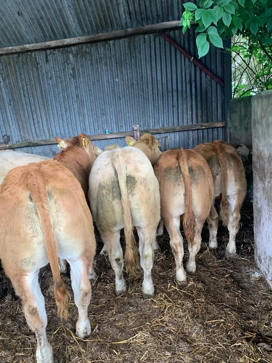 5 Top Quality CHX and Lmx Bullocks - Image 1
