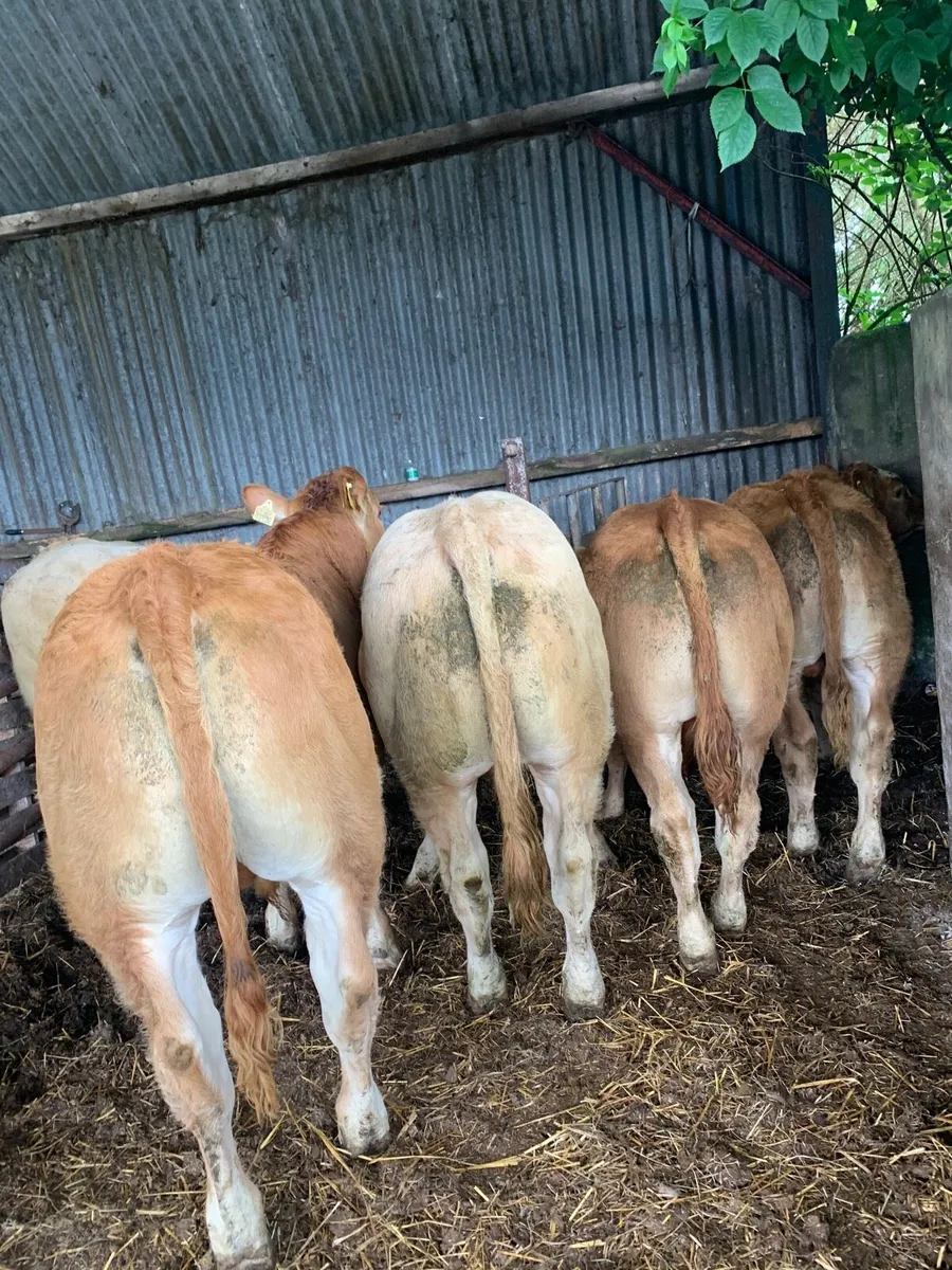 5 Top Quality CHX and Lmx Bullocks - Image 4