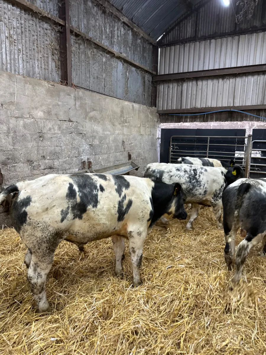 Blue and Charolais bulls - Image 1