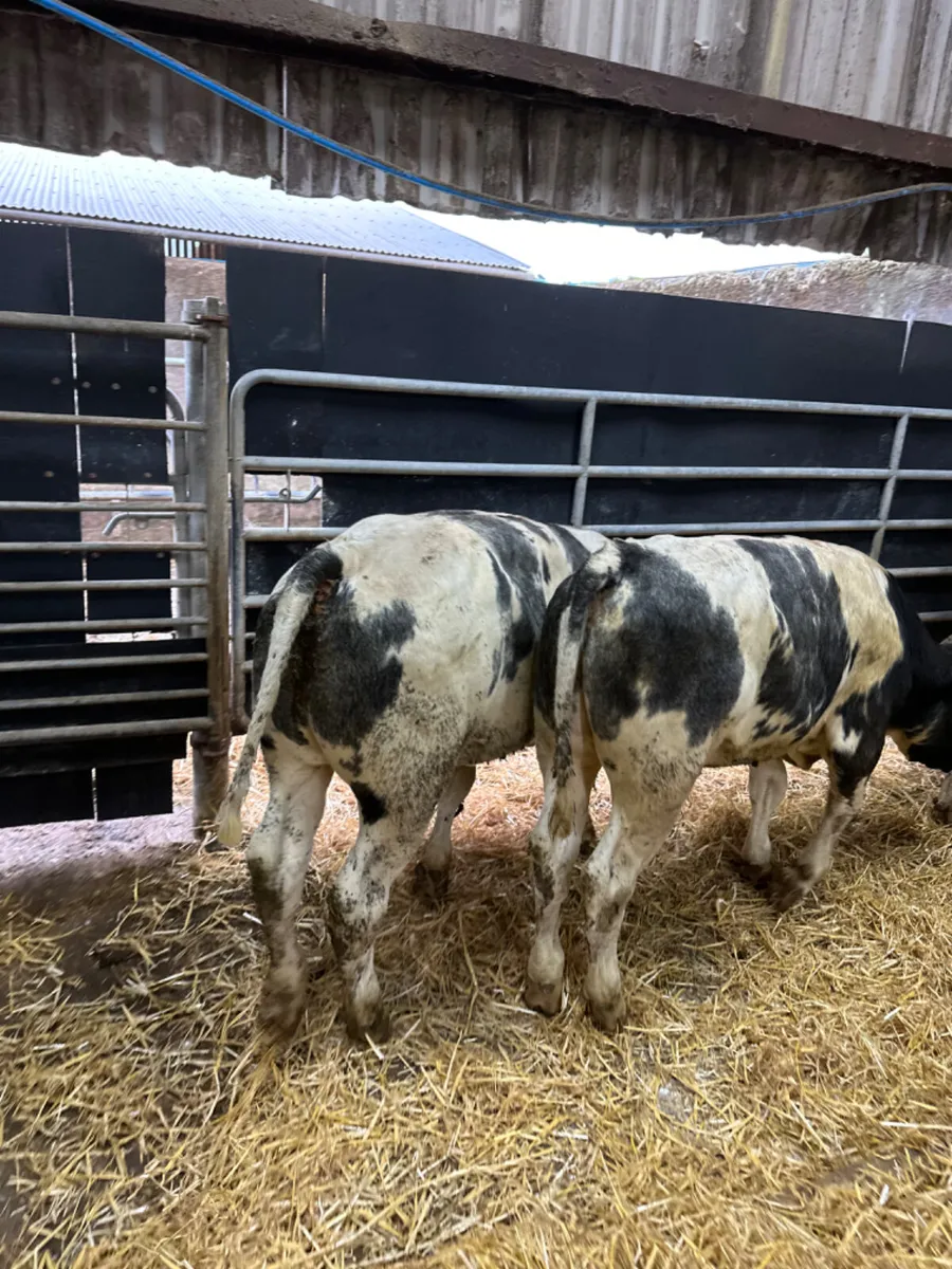 Blue and Charolais bulls - Image 4