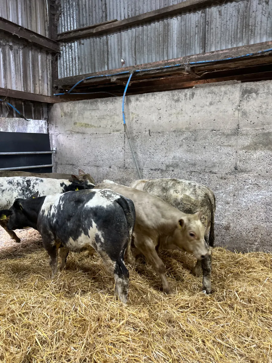 Blue and Charolais bulls - Image 3