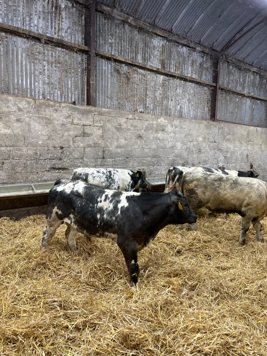 Blue and Charolais bulls - Image 2