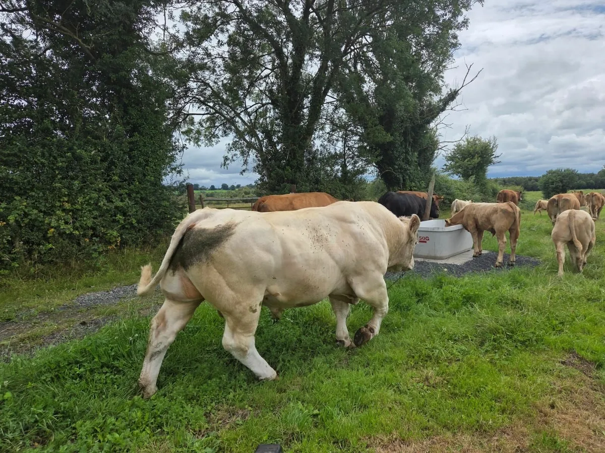 Charolais Bull - Image 2
