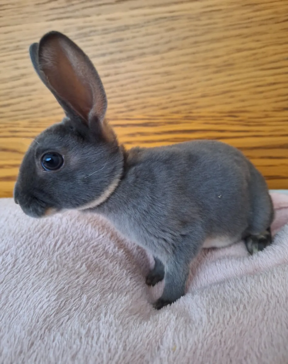 Rabbits - Image 1