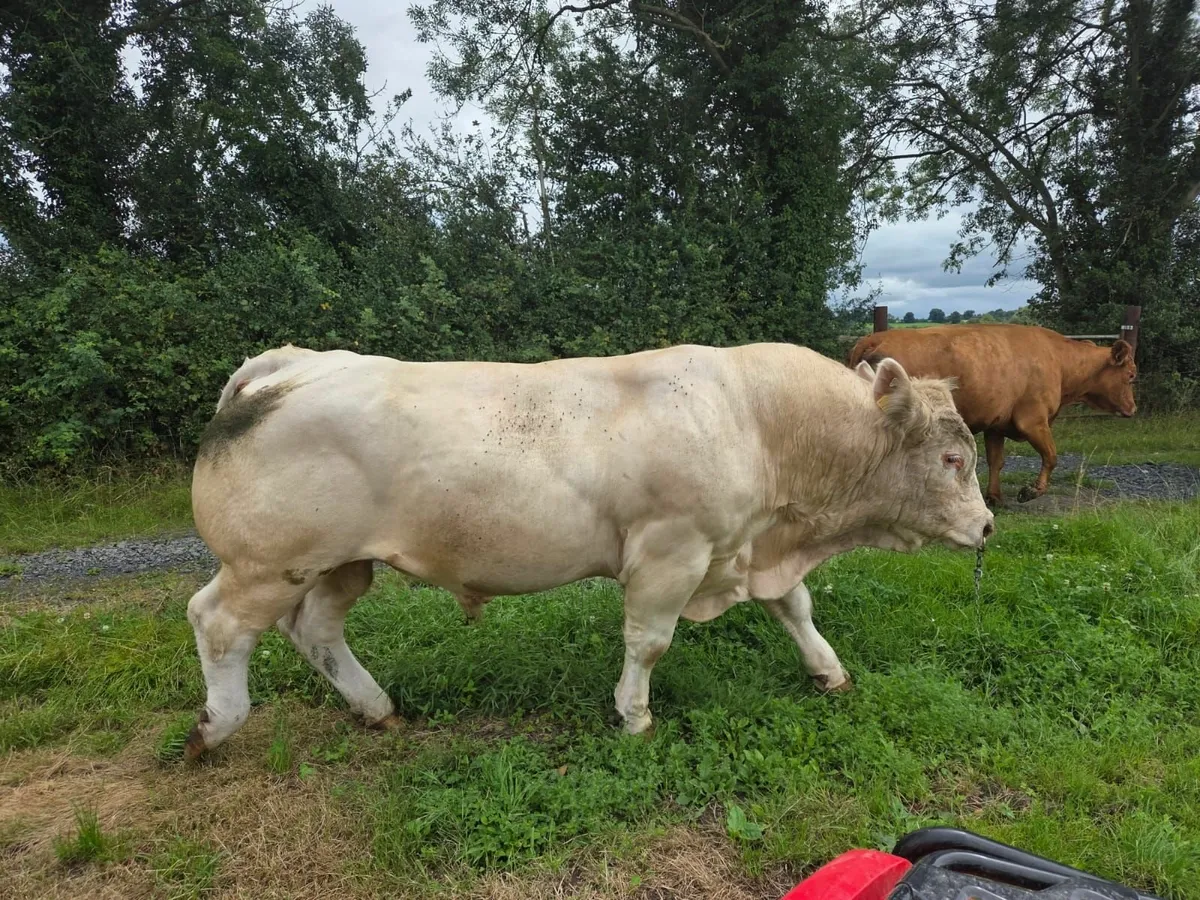 Charolais Bull - Image 1