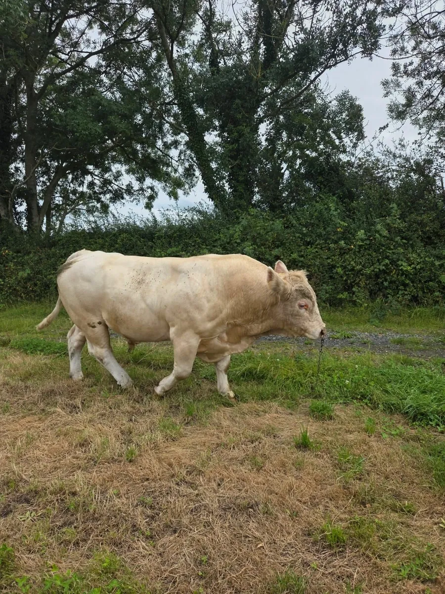 Charolais Bull - Image 4