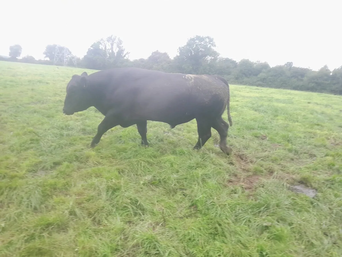 AA Bull - Image 1