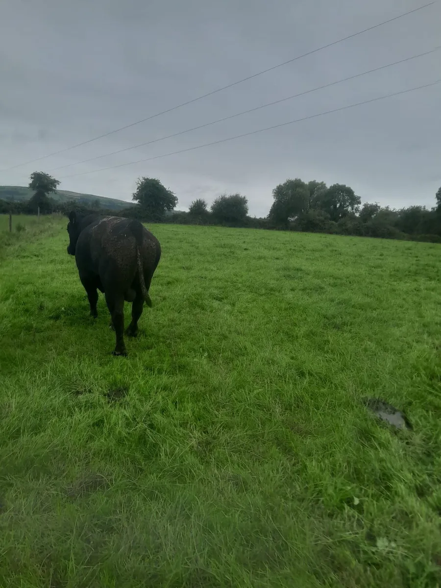 AA Bull - Image 2