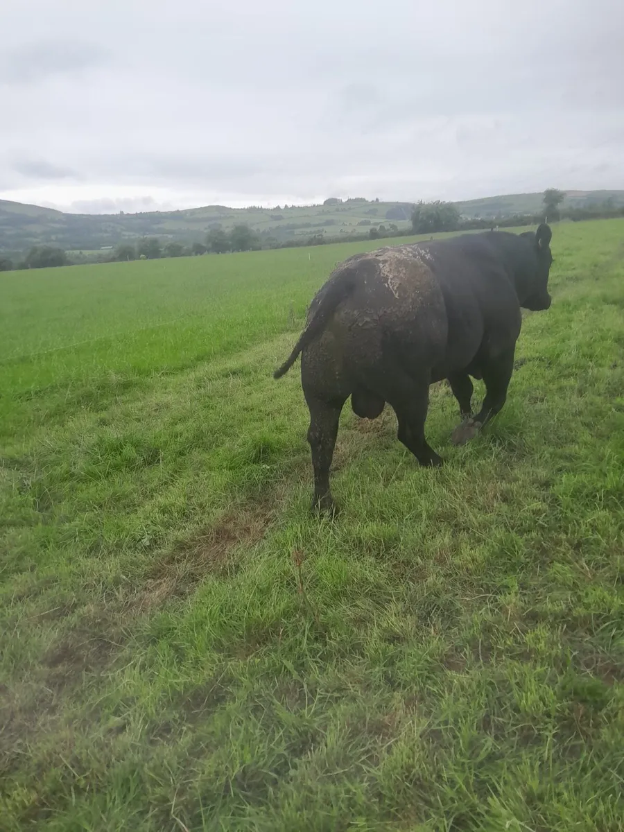 AA Bull - Image 3