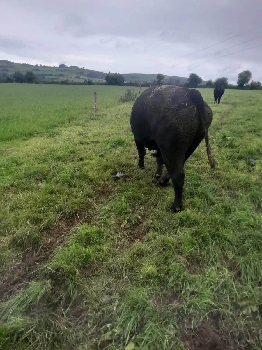 AA Bull - Image 4
