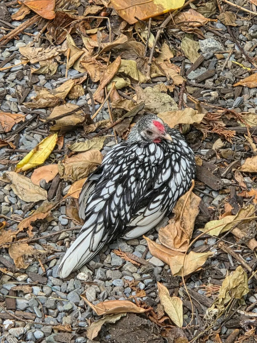 Sebright Rooster and random Rooster - Image 1