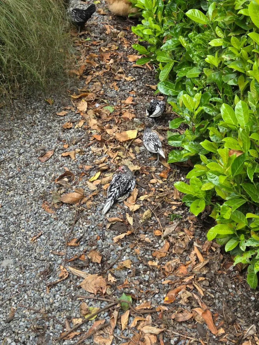 Sebright Rooster and random Rooster - Image 2