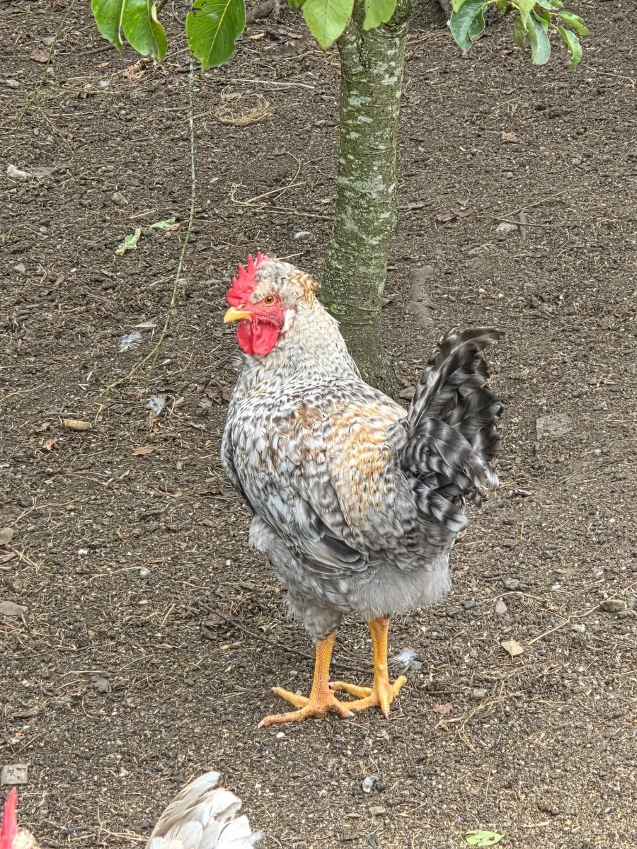 Sebright Rooster and random Rooster - Image 3