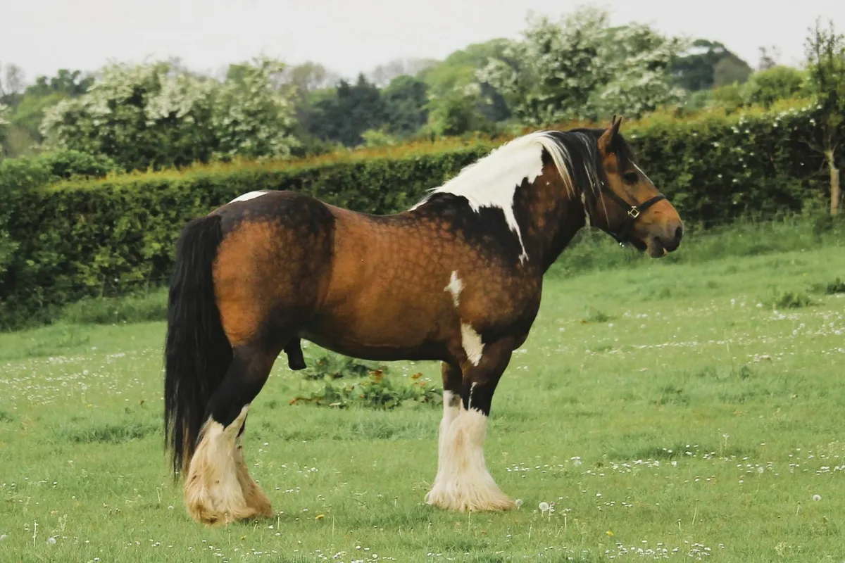 8 Stallions at stud - Image 1
