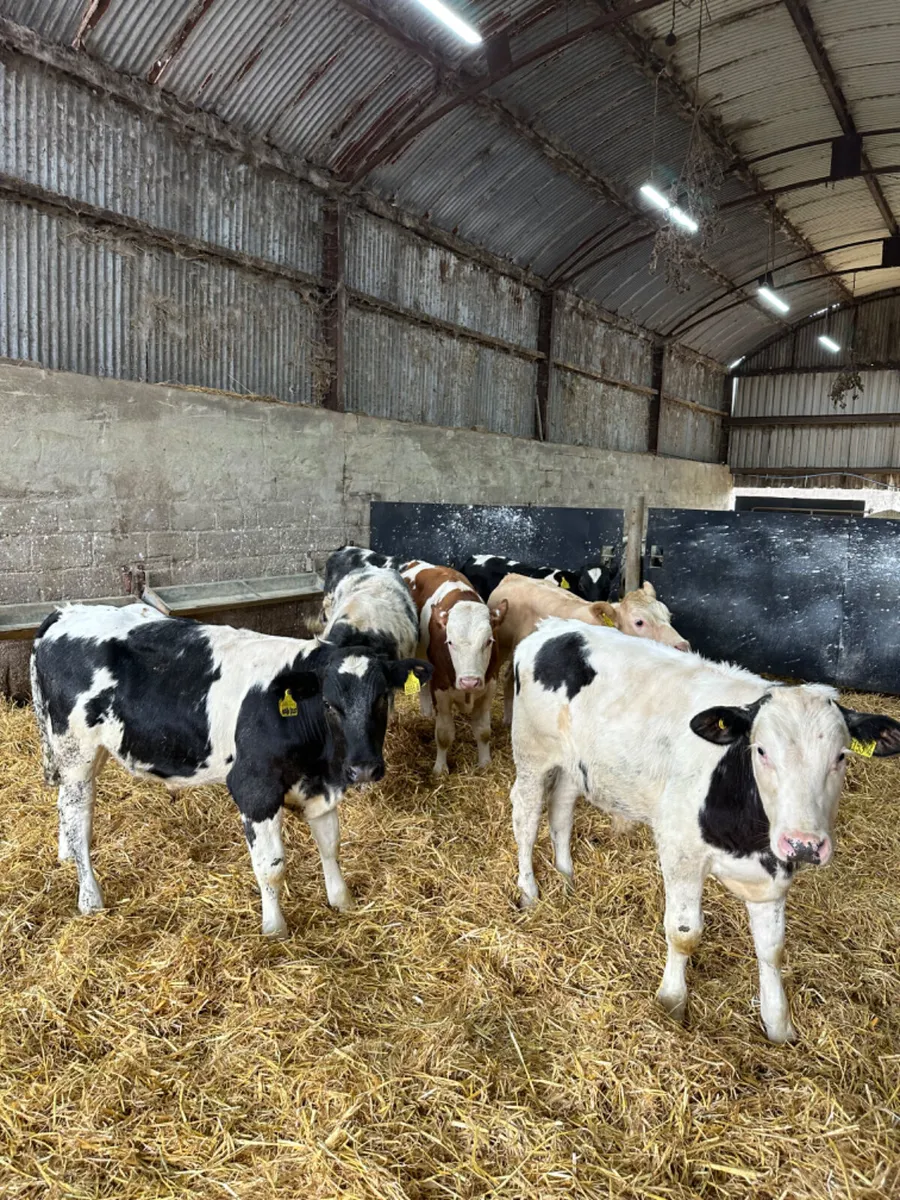 Blue Charolais and Fkv bulls - Image 3