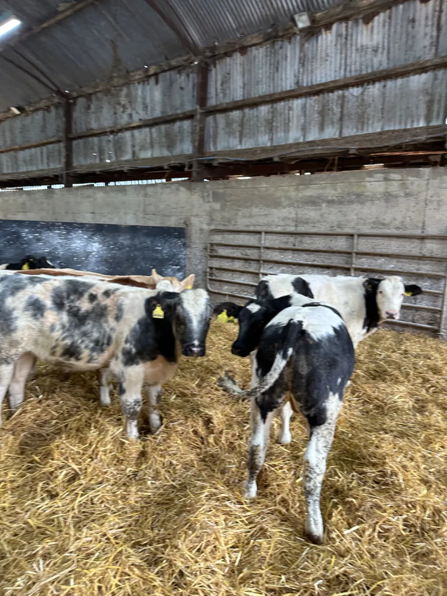 Blue Charolais and Fkv bulls - Image 2