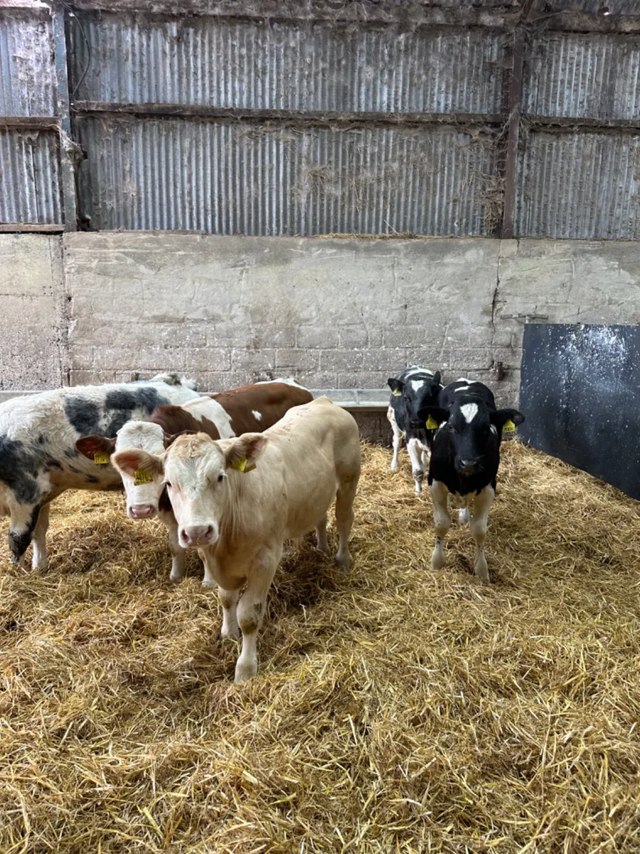 Blue Charolais and Fkv bulls - Image 4