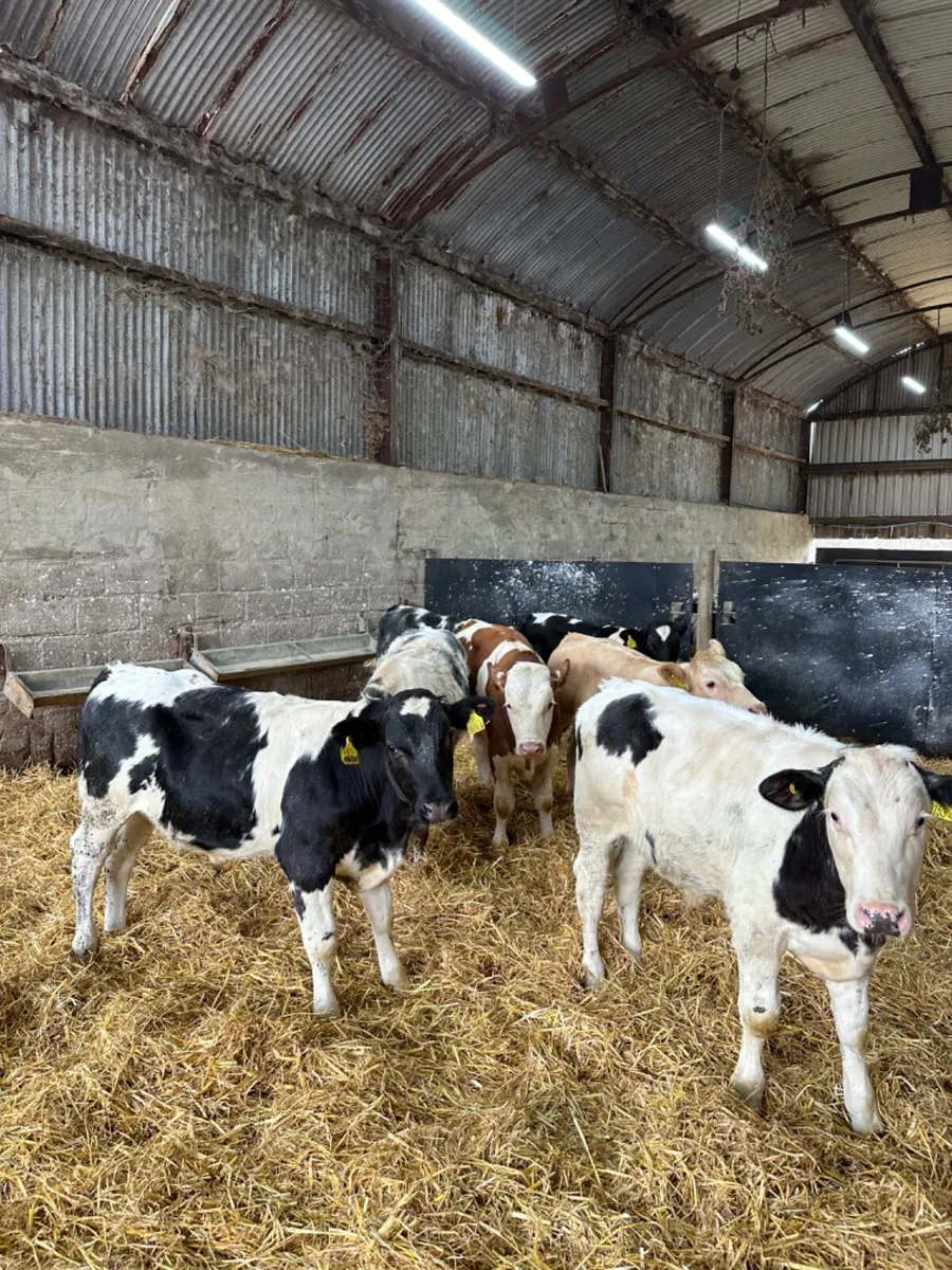 Blue Charolais and Fkv bulls - Image 1