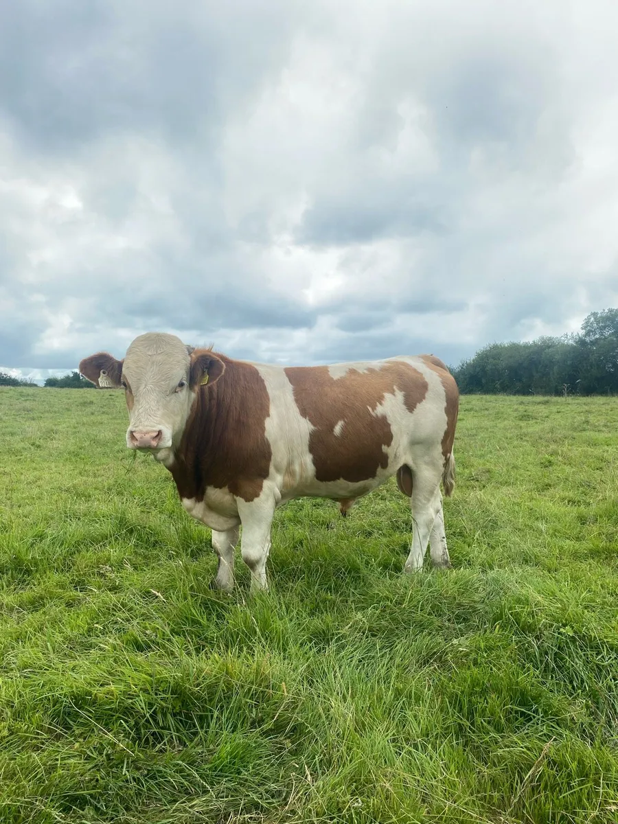 2 Fleckvieh bulls for sale - Image 1