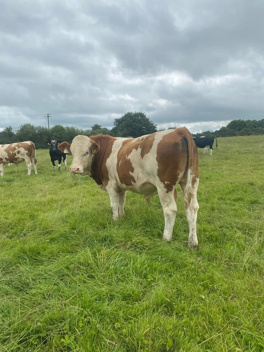 2 Fleckvieh bulls for sale - Image 2