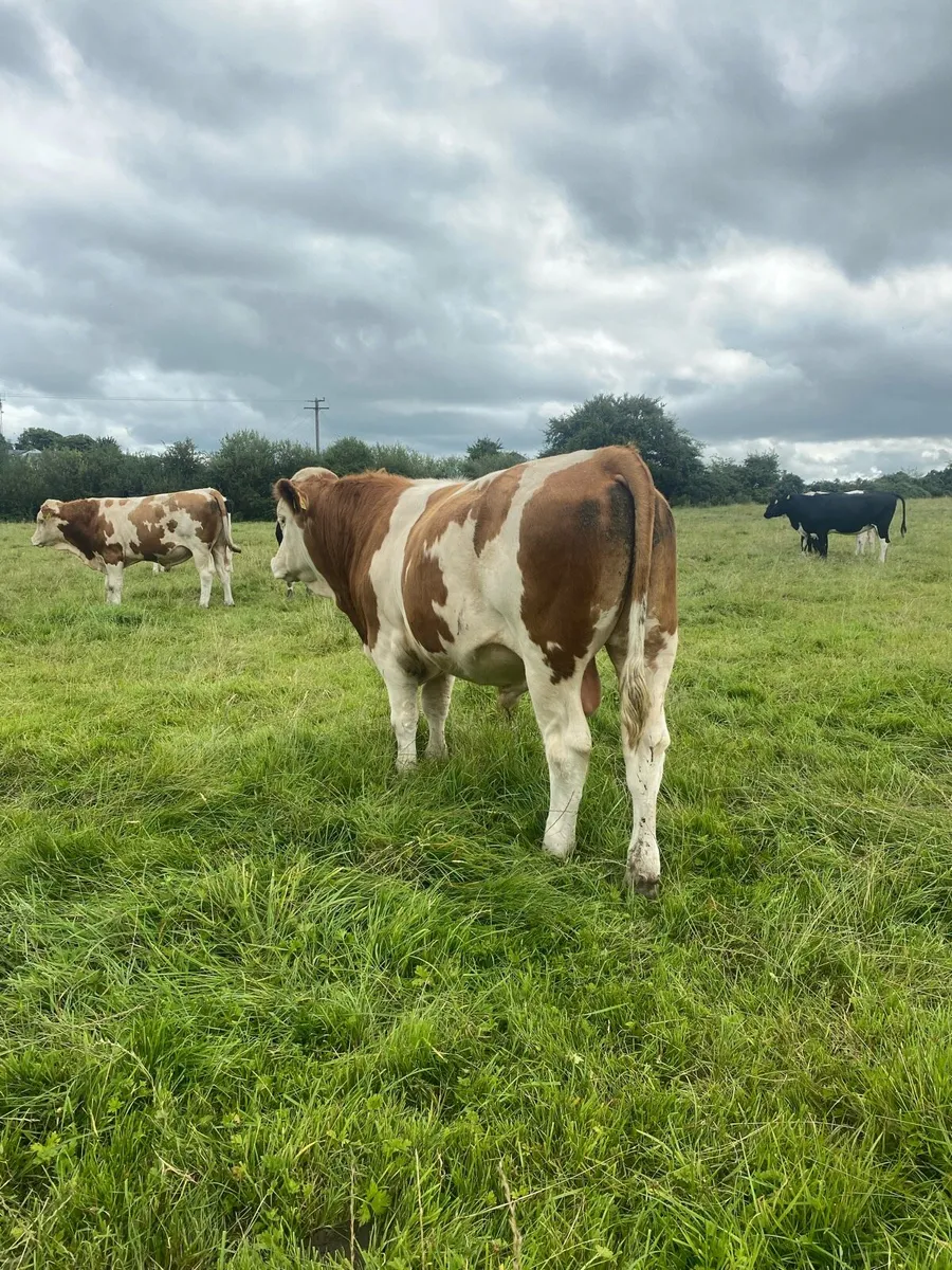2 Fleckvieh bulls for sale - Image 3