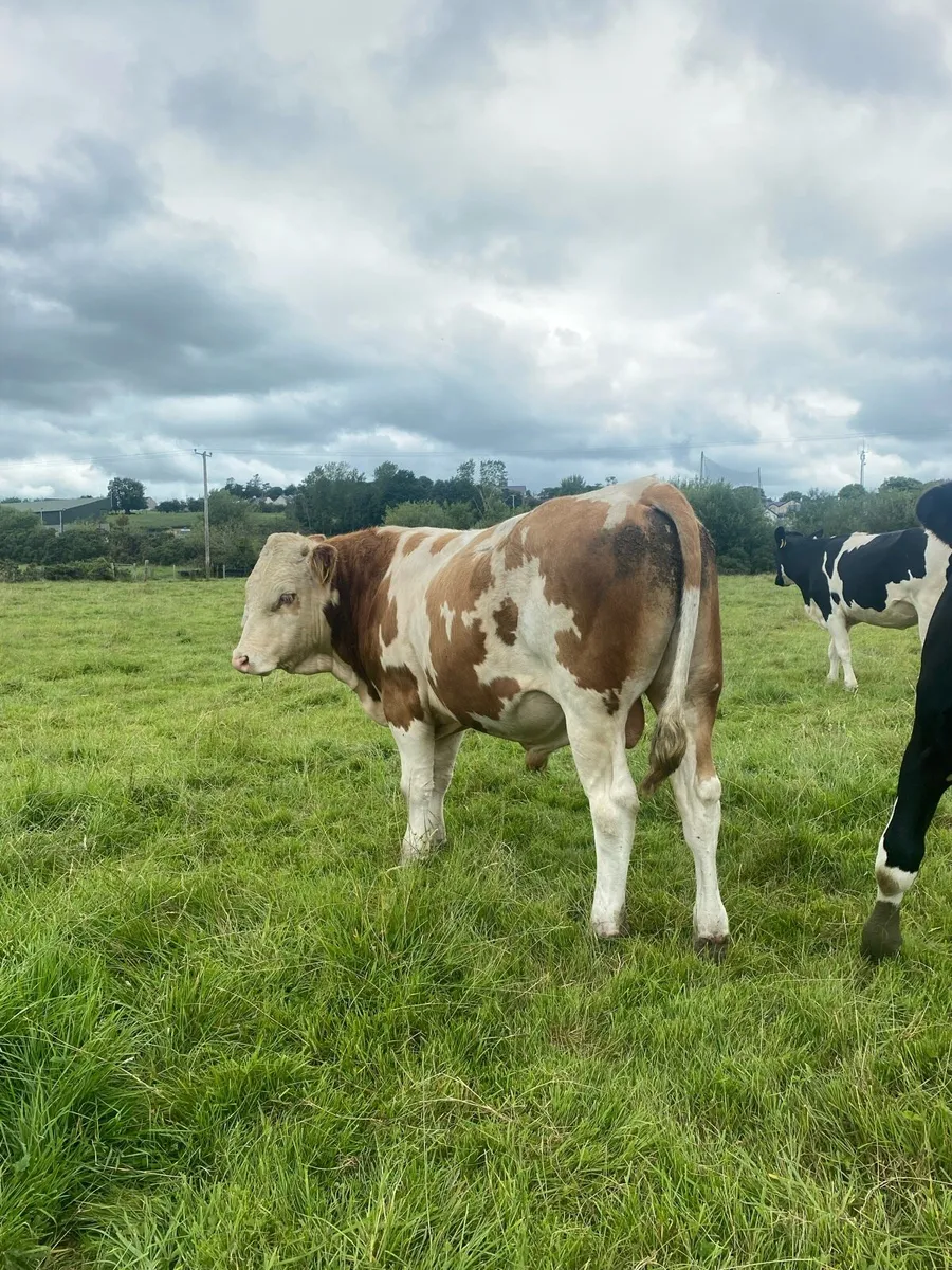 2 Fleckvieh bulls for sale - Image 4