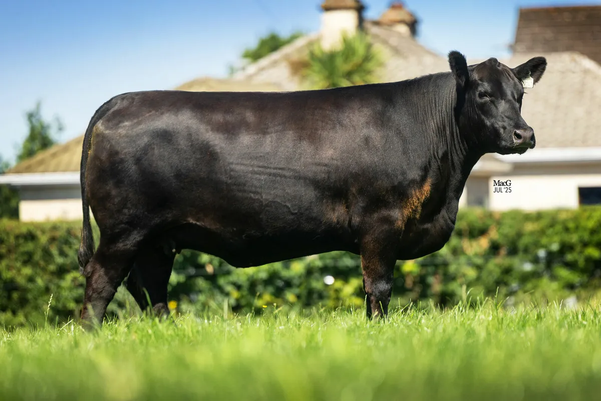 Liss & Lisduff Angus Sale - Image 1