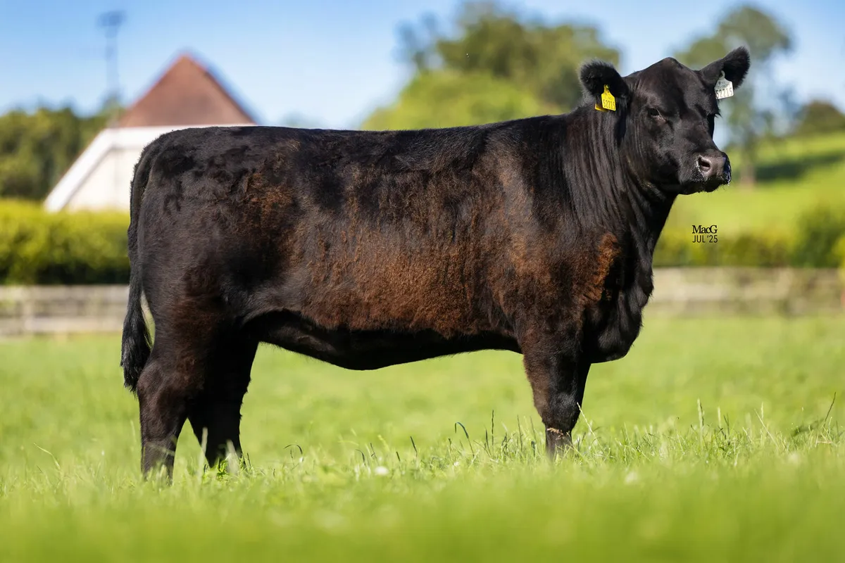 Liss & Lisduff Angus Sale - Image 3