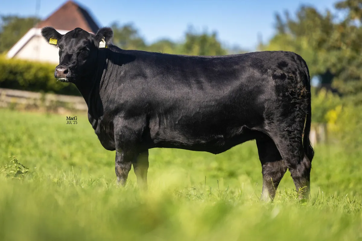 Liss & Lisduff Angus Sale - Image 4