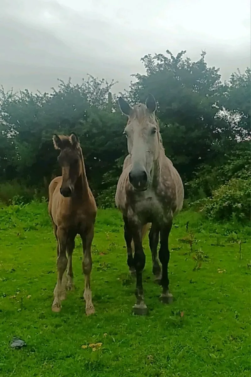 Beautiful mare and foal - Image 2