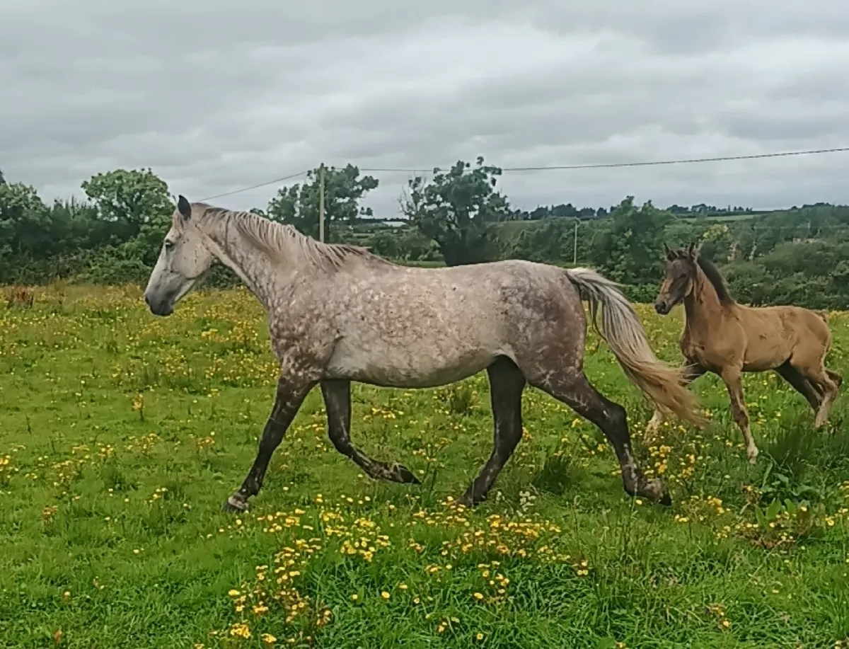 Beautiful mare and foal - Image 1