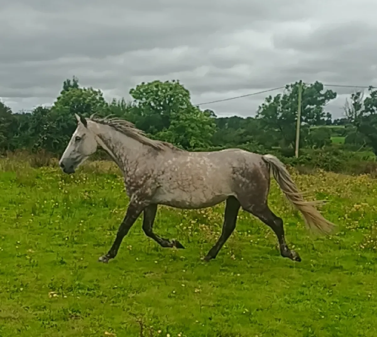 Beautiful mare and foal - Image 3