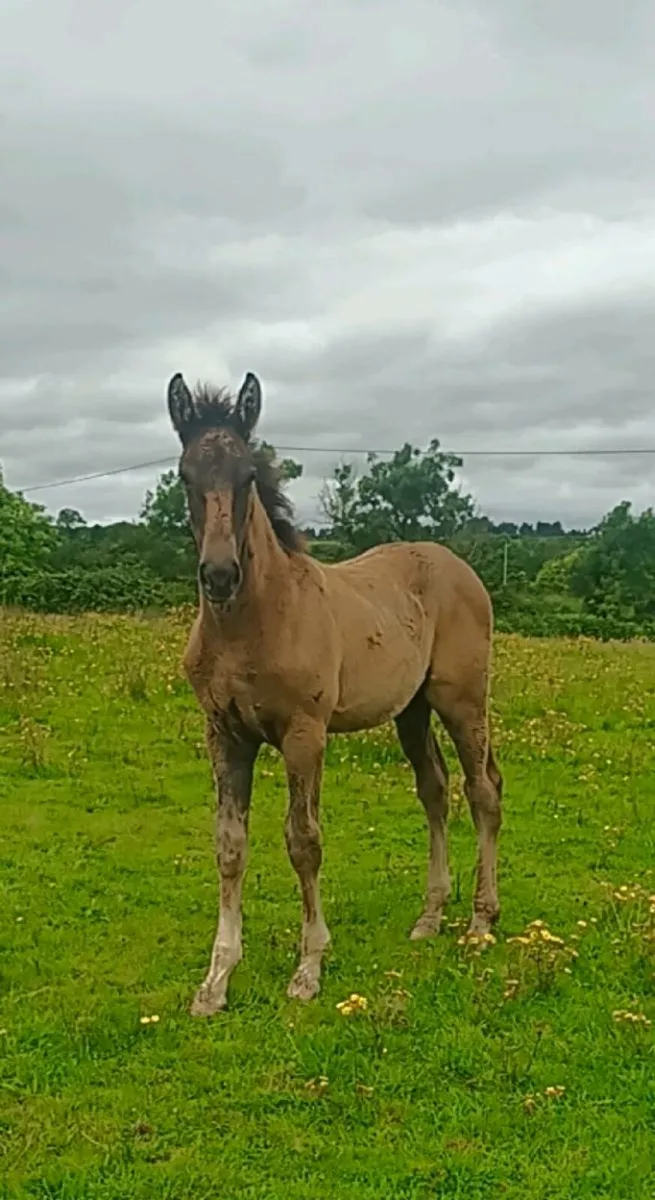 Beautiful mare and foal - Image 4