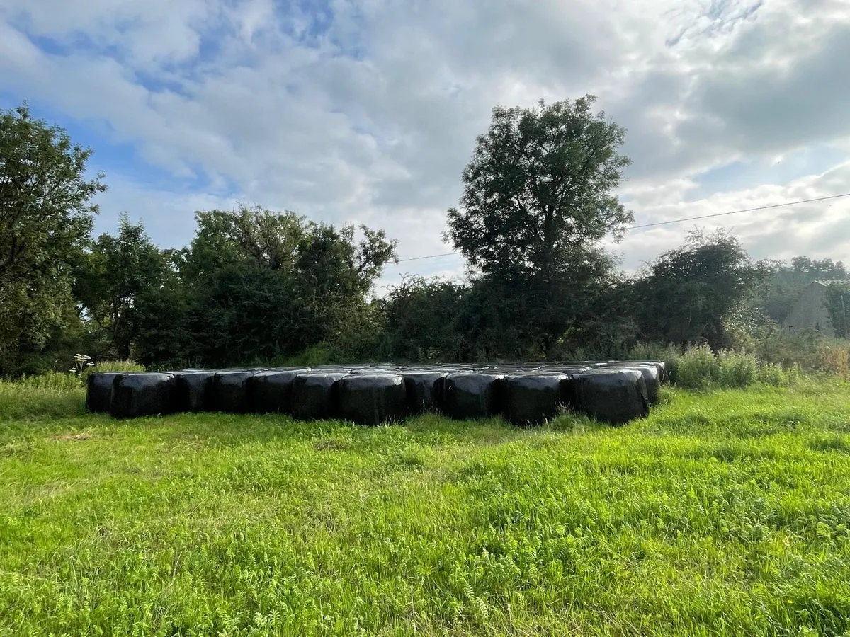 First cut silage bales - Image 1
