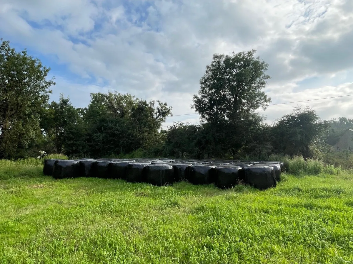 First cut silage bales - Image 2