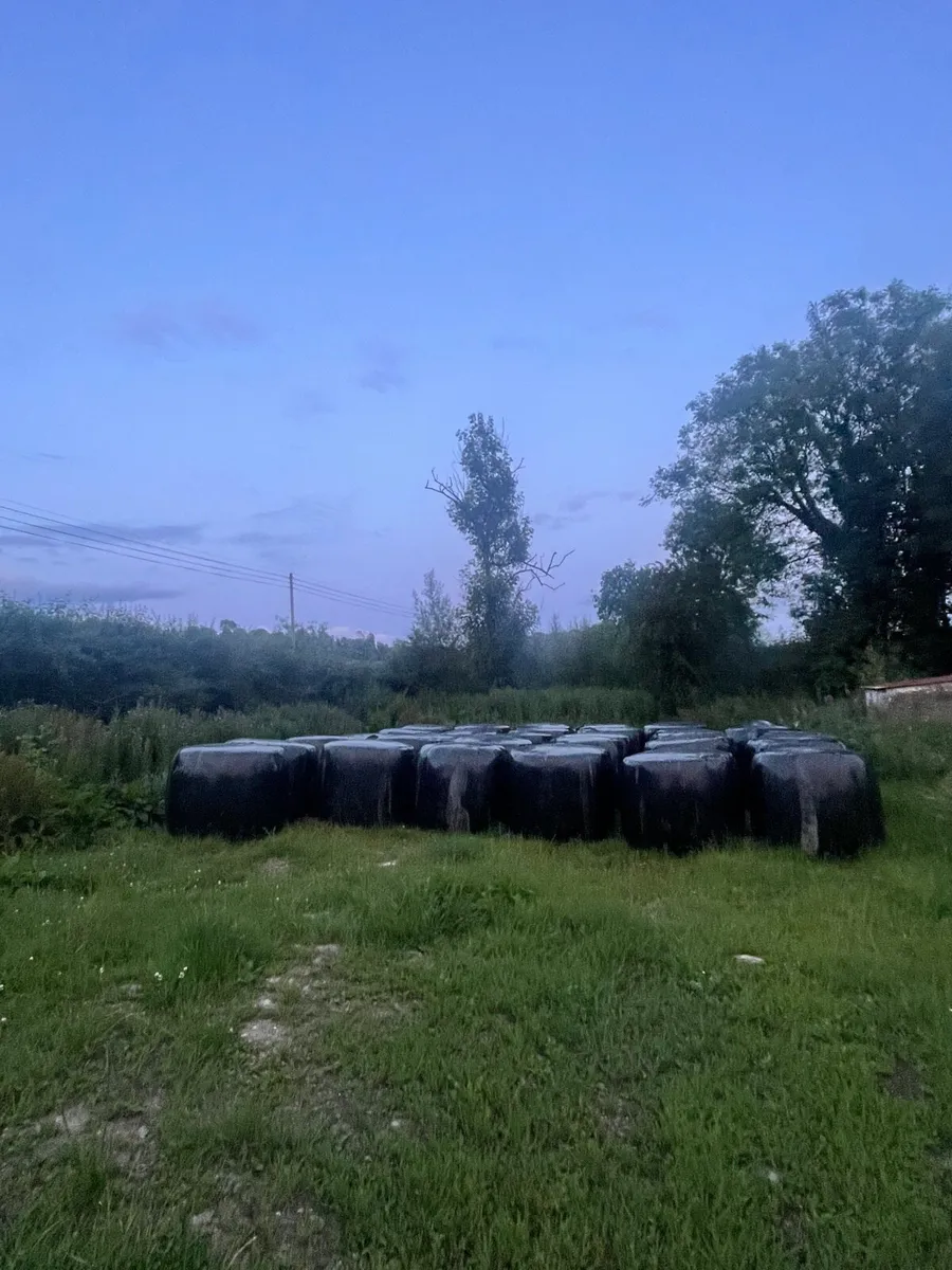 First cut silage bales - Image 3