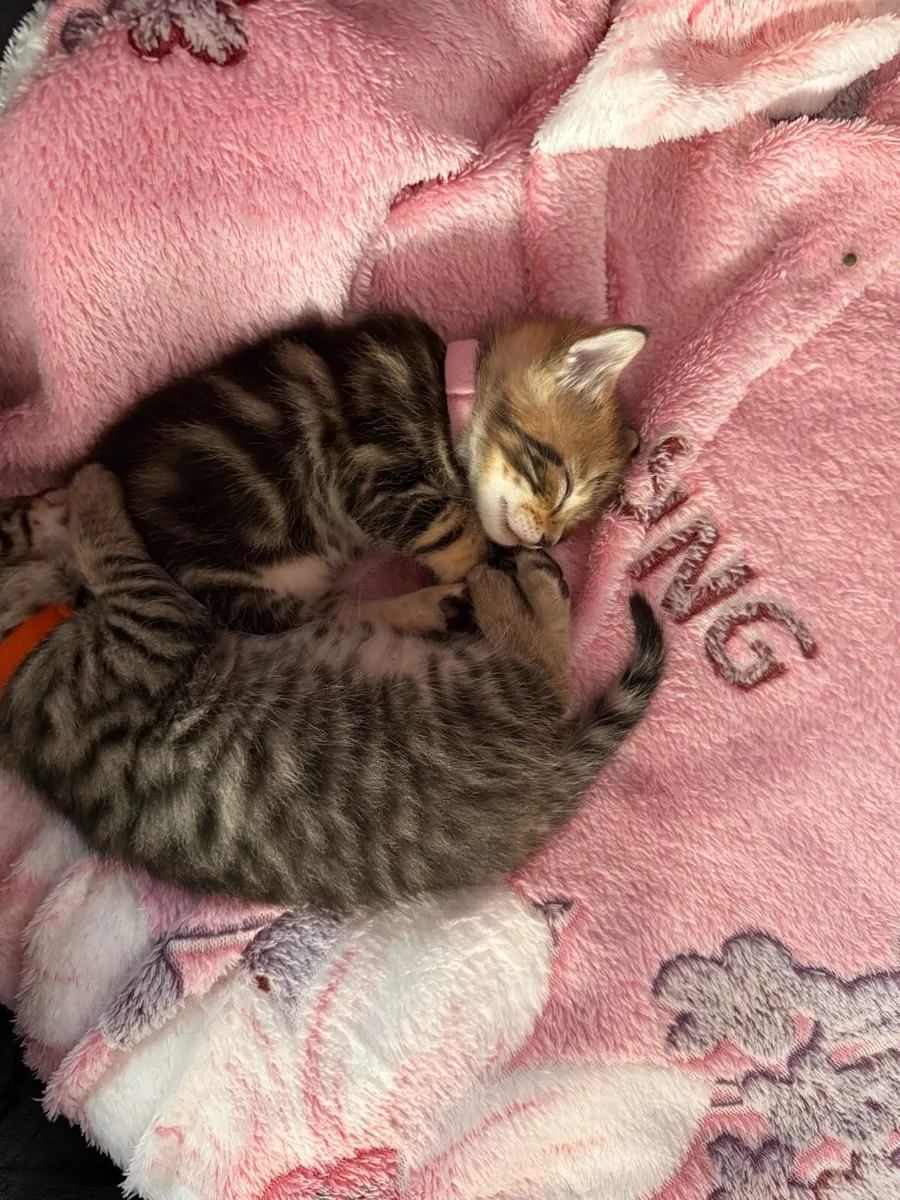 Kittens - Image 1