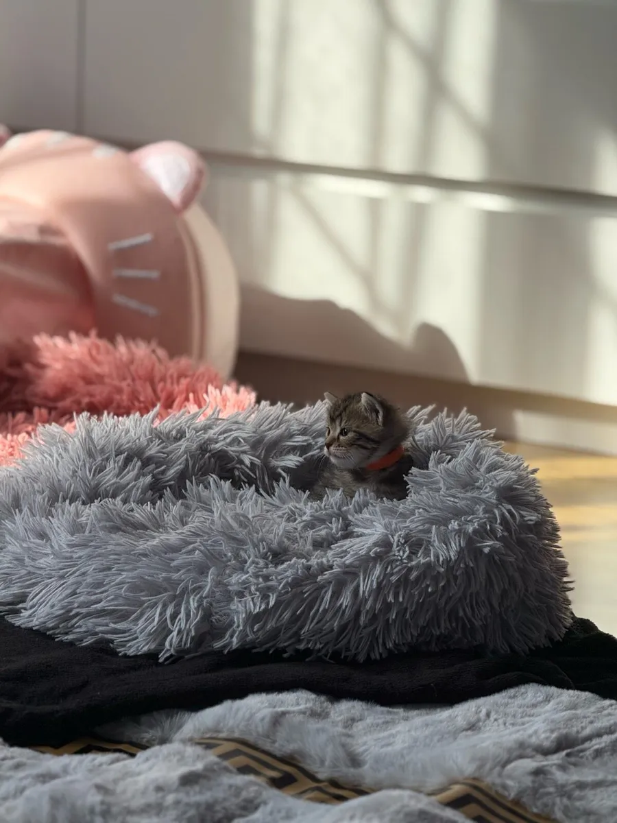 Kittens - Image 2