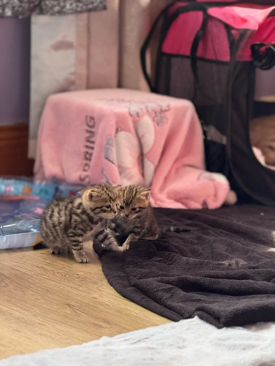 Kittens - Image 3