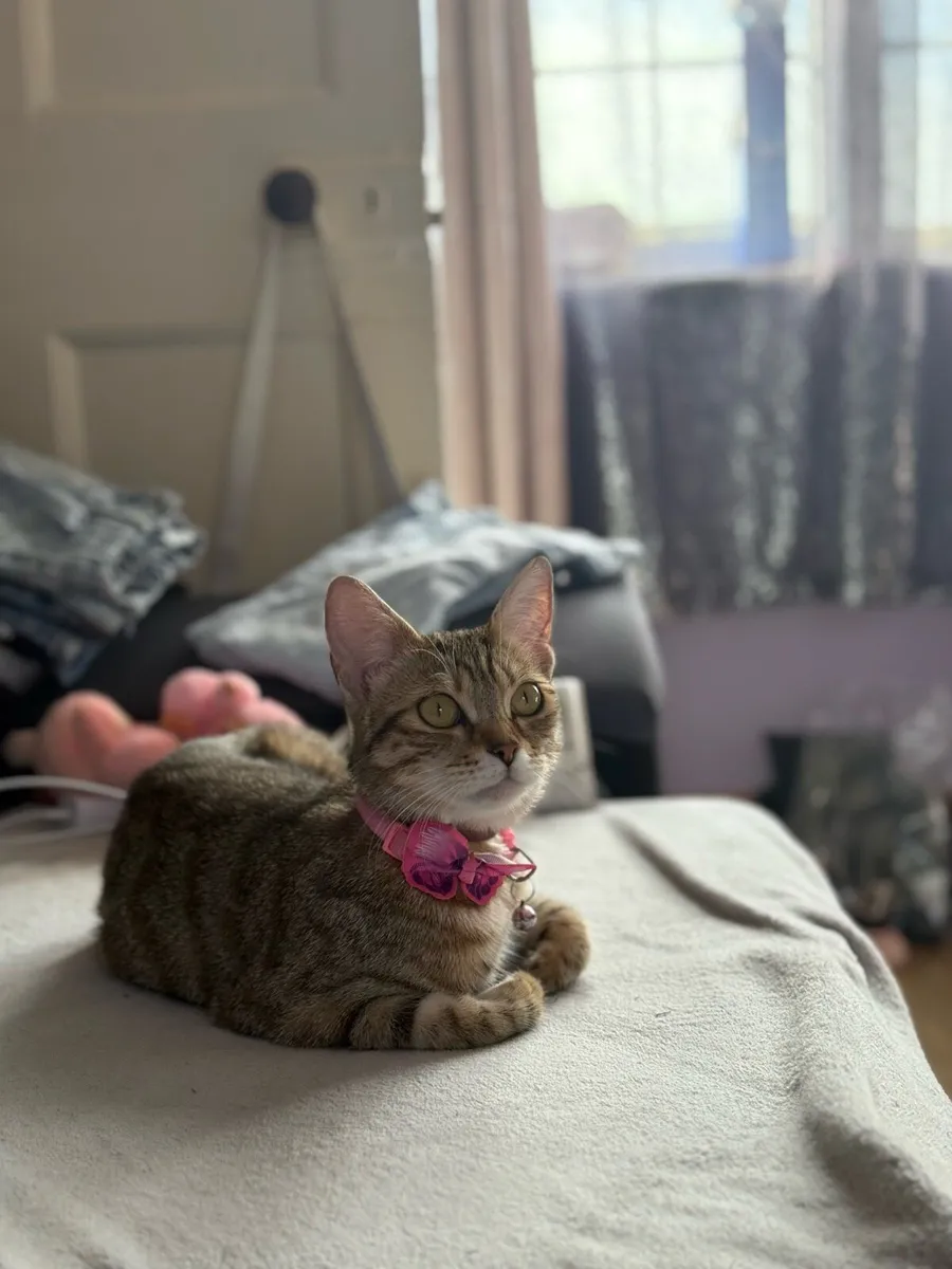 Kittens - Image 4