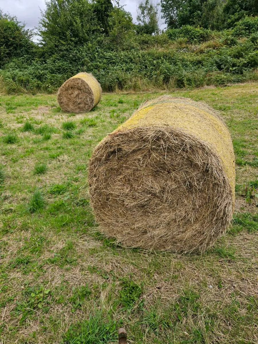 Hay Straw Bales - Image 2