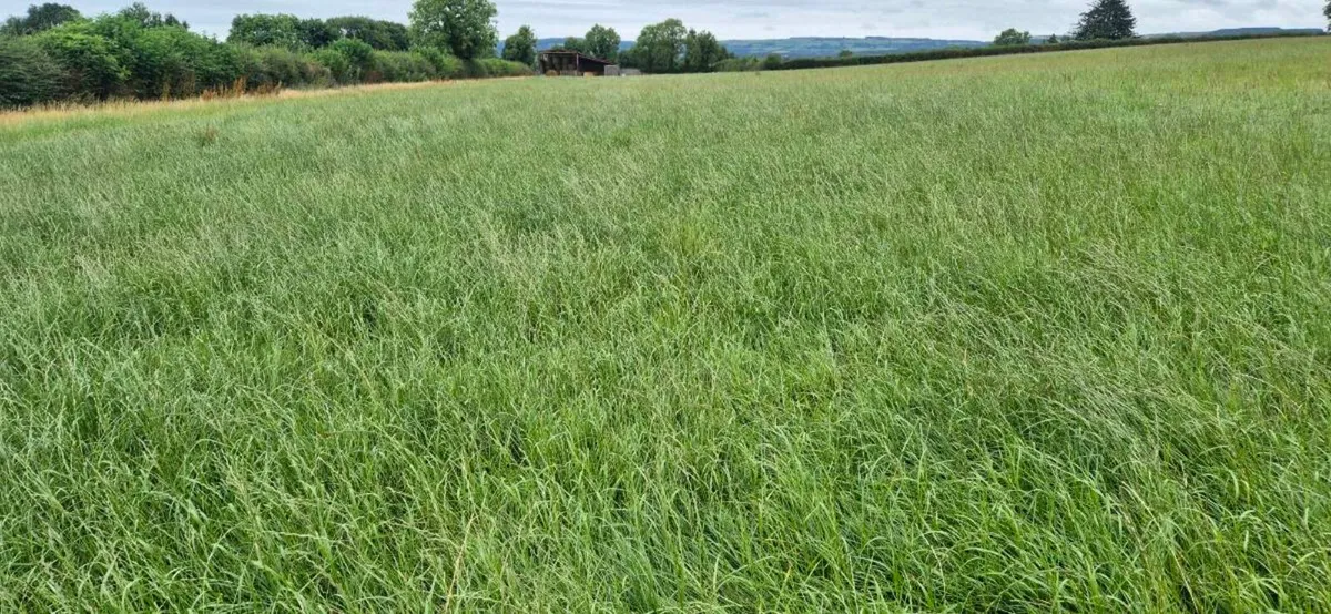 Silage and straw - Image 1