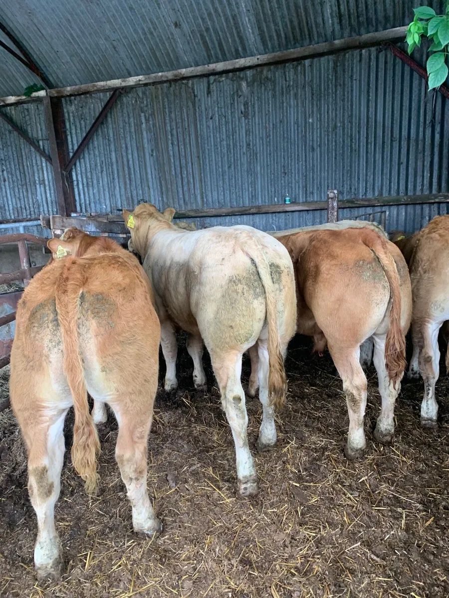 5 Top Quality CHX and Lmx Bullocks - Image 2