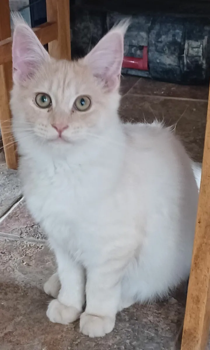 Pure breed Main Coon Kittens Avaliable - Image 2