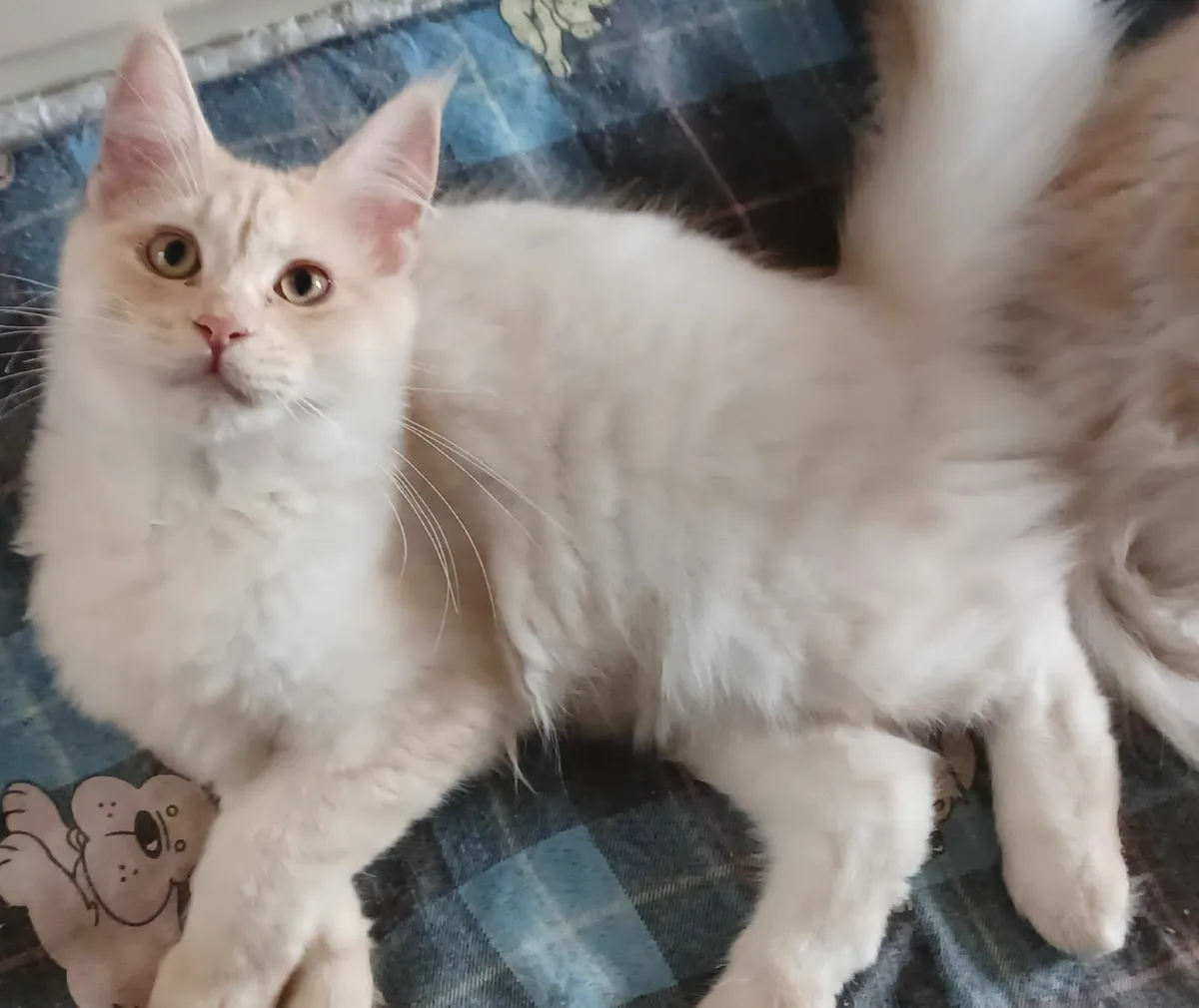 Pure breed Main Coon Kittens Avaliable - Image 3