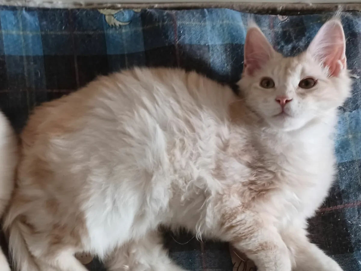 Pure breed Main Coon Kittens Avaliable - Image 4