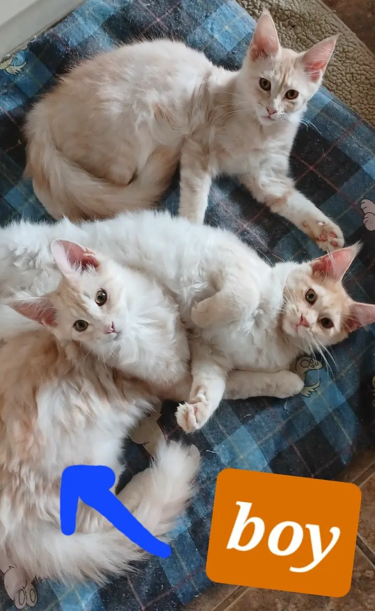 Pure breed Main Coon Kittens Avaliable - Image 1