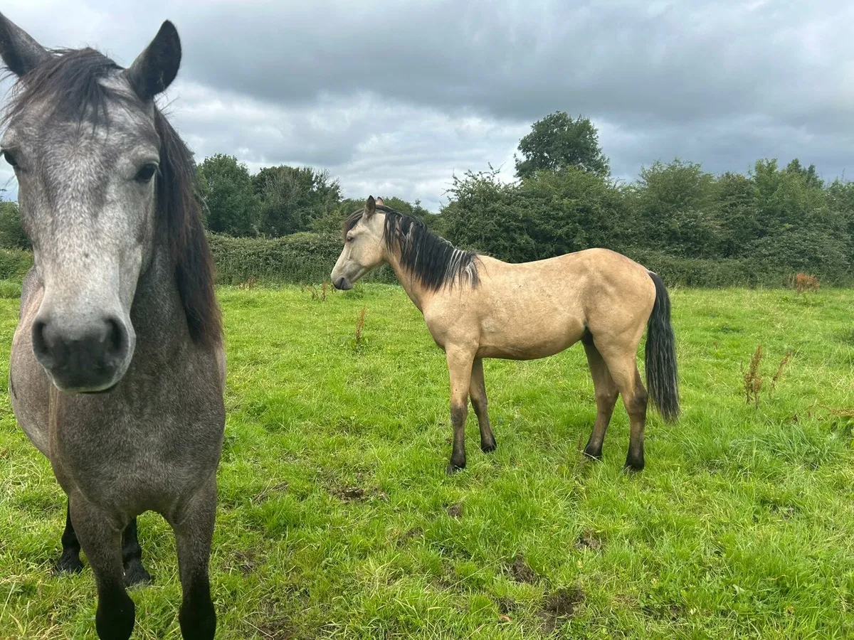 Dun colt for sale - Image 1